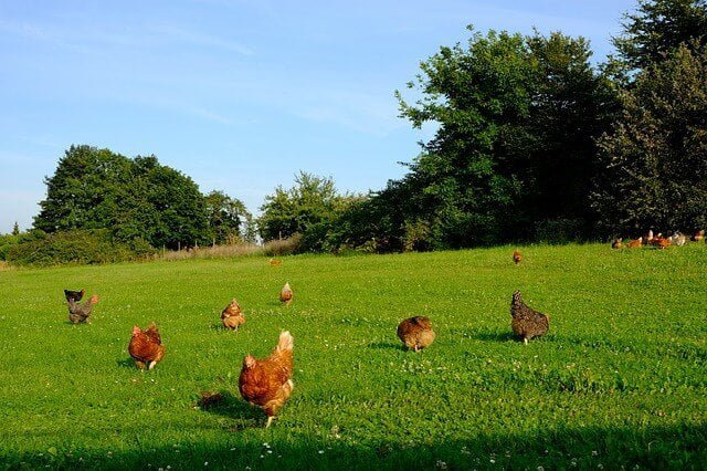 galline libere di razzolare